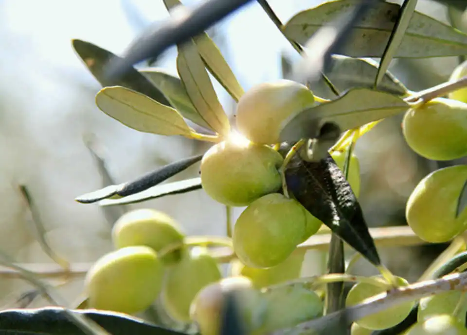 オリーブオイル egregio(エグレヒオ)販売のお知らせ